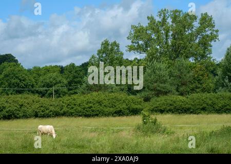 vache laitière solitaire debout dans le champ agricole rural zala comté de hongrie Banque D'Images