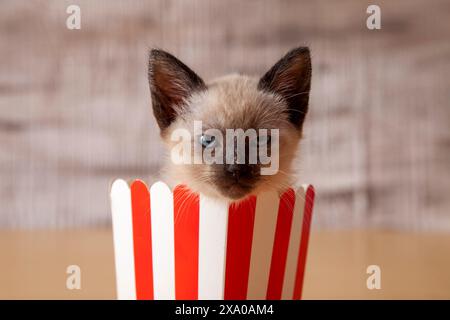 Un chat jette un coup d'œil de l'intérieur d'une tasse en papier rayée rouge Banque D'Images