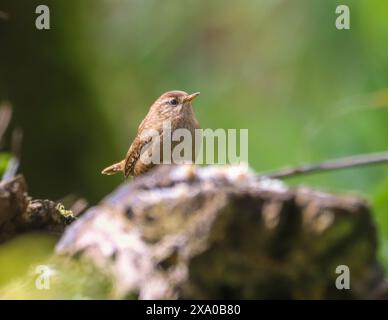 Un gros plan d'un Wren perché sur une branche Banque D'Images
