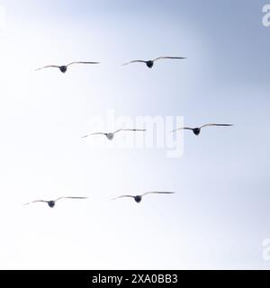 Un troupeau d'oiseaux qui s'envolent dans le ciel bleu Banque D'Images