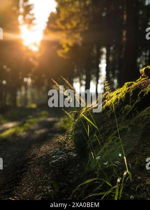 Une vue panoramique du sentier Rothaarsteig près d'Olsberg Bruchhausen à la lumière du soleil Banque D'Images