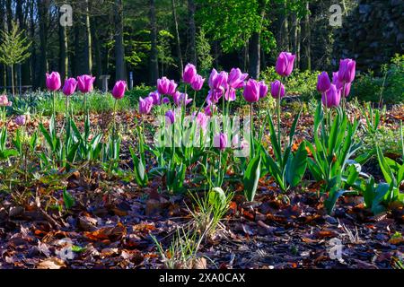 Une vue panoramique de fleurs de tulipes violettes à Rivierenhof-Deurne, Anvers, Belgique Banque D'Images