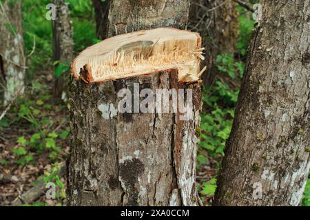 Souche dans la forêt d'un arbre nouvellement coupé ou abattu Banque D'Images