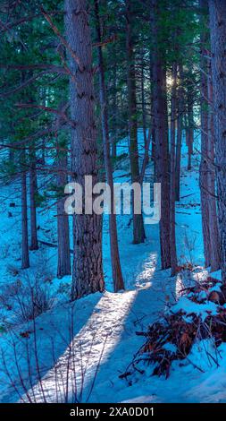 La lumière du soleil filtrant à travers les arbres projetant des ombres sur un sol enneigé dans une forêt Banque D'Images