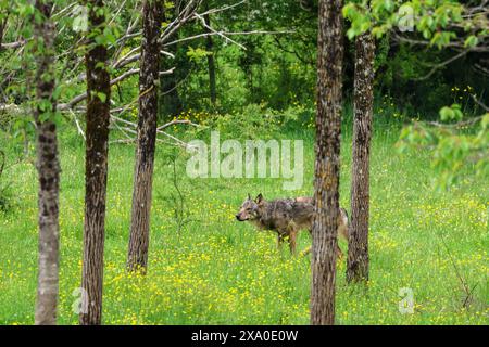 La majesté du loup Banque D'Images