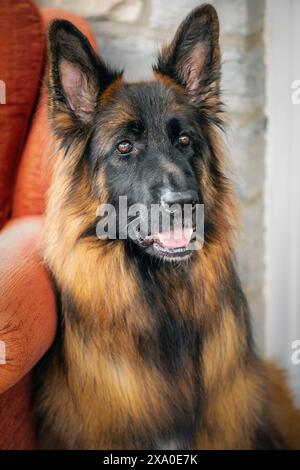 Portrait d'un berger allemand aux cheveux longs Banque D'Images