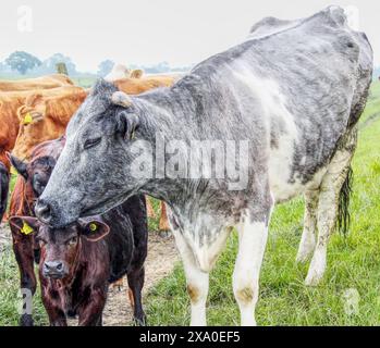 Une vache grise et blanche dans un champ à Beal North Yorkshire UK un jour d'été Banque D'Images