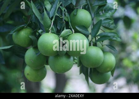 Un arbre rempli d'oranges vertes mûres suspendues à ses branches Banque D'Images