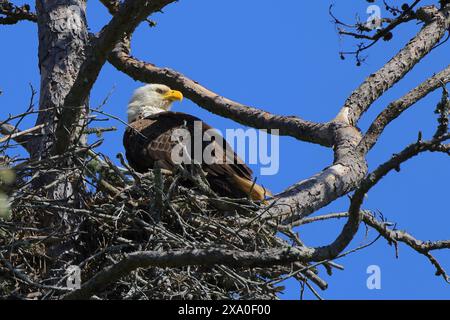 Un aigle à tête blanche est assis au sommet d'un vieux nid d'arbre Banque D'Images