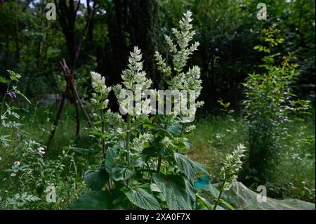 Natur Garten Muskateller-Salbei Bluehender Muskatellersalbei Salvia sclarea in einem Bauerngarten. Die enjaehrige Staude wird auch Muskat-Salbei, Roemischer Salbei, Scharlei, Scharlauch und Scharlachkraut genannt. Die Pflanze stammt aus der Gattung Salbei Salvia in der Familie der Lippenbluetler Lamiaceae und wird als Heilpflanze und Gewuerz genutzt. Bluehender Muskatellersalbei ist eine der wichtigsten Nahrungsquellen der vom Aussterben Bedrohten Holzbienen. 2.6.2024 *** nature Garden sauge muscat à feuilles bleues sauge argileuse Salvia sclarea dans un jardin de chalet la vivacité annuelle est également connue sous le nom de m Banque D'Images