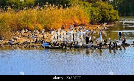 Les pélicans dans Greenfield Wetlands, Australie méridionale Banque D'Images