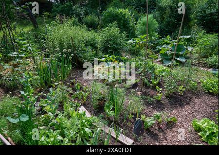 Natur Mischkultur Gemueseanbau im eigenen Garten. Ein Mischkulturbeet mit Zwiebeln, Knoblauch, Schnittlauch, Rote Beete, Zucchini, Hanf und Salat. Die verschiedenen Pflanzen unterstuetzen sich beim Wuchs gegenseitig und schuetzen sich unter anderem vor Schaedlingen. 2.6.2024 *** nature culture mixte culture de légumes dans votre propre jardin Un lit de culture mixte avec oignons, ail, ciboulette, betterave, courgettes, chanvre et laitue les différentes plantes se soutiennent mutuellement et se protègent mutuellement des parasites, entre autres 2 6 2024 Banque D'Images