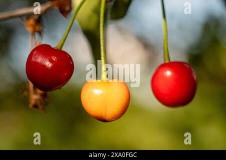 Un gros plan de cerises mûres accrochées à une branche d'arbre Banque D'Images
