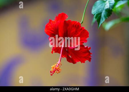 Hibiscus chinois ou rose de Chine connu localement sous le nom de Joba. Banque D'Images