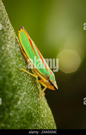 Graphocephala fennahi vert (trémie à feuilles de rhododendron) reposant sur une feuille Banque D'Images