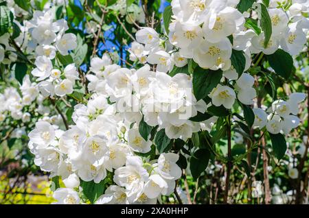 Jasmin, fleurs blanches sur les branches dans le jardin. Floraison printanière de fleurs parfumées. Banque D'Images