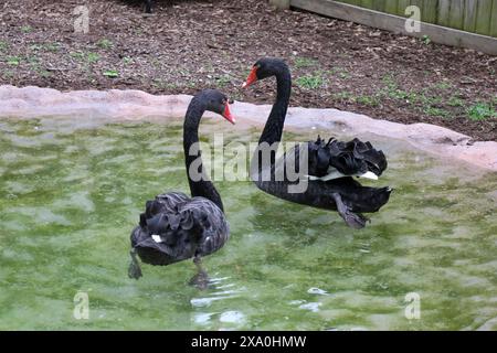 Deux cygnes noirs glissent élégamment dans l'eau par des rochers Banque D'Images