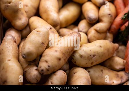 Pommes de terre Ratte, la Ratte, la Reine Ratte du Touquet ou Asparges, petites pommes de terre au goût unique de noisette et à la texture onctueuse et onctueuse. Banque D'Images