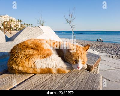 Un beau chat rouge et blanc dormant au soleil sur un banc au bord de la mer, Glyfada, Grèce. Chats grecs. Banque D'Images