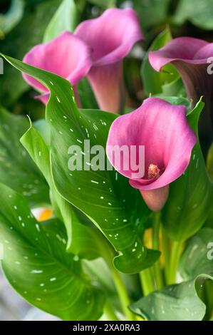 Bouquets de Calla Liles en vente sur stand. Banque D'Images