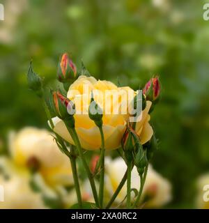 Gros plan d'une seule fleur Rosa 'Graham Thomas' avec des bourgeons dans un jardin au début de l'été Banque D'Images