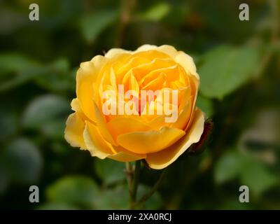 Gros plan d'une seule fleur Rosa 'Graham Thomas' dans un jardin au début de l'été Banque D'Images