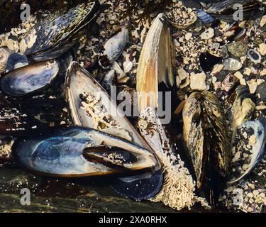 Un bassin de marée sous-marin plein de grandes coquilles de moules. Banque D'Images
