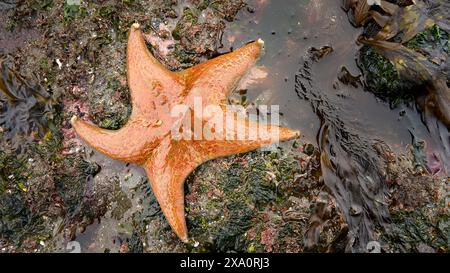 Une belle étoile de chauve-souris orange à côté d'une petite piscine intertidale avec du sable humide recouvert d'algues colorées. Banque D'Images