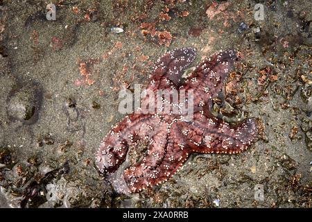 Une orange et une étoile de mer uniques sur une plage de sable humide de l'océan. Banque D'Images