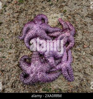 Un groupe d'étoiles de mer ocre violettes éclatantes sur une plage de sable humide de l'océan. Banque D'Images