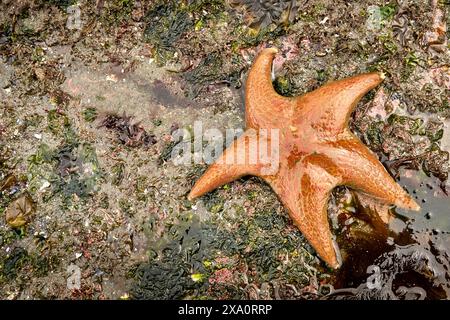 Une belle étoile de mer orange sur une plage de sable humide couverte de petites algues vertes et oranges. Banque D'Images