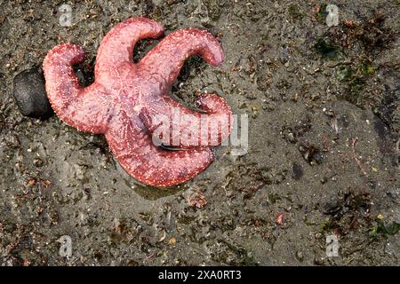 Une étoile de mer orange vibrante sur une plage de sable humide. Banque D'Images