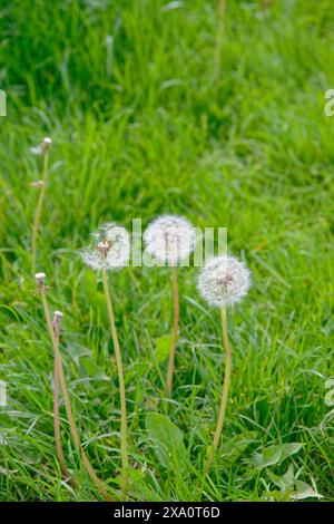 Gros plan de pissenlits sur fond de champ vert flou. Mise au point sélective Banque D'Images