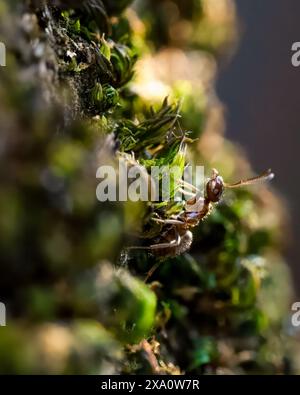 Gros plan d'un insecte perché sur de la mousse dans une forêt avec des gouttelettes d'eau Banque D'Images