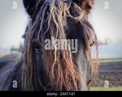 Gros plan d'un cheval avec une crinière brune sur le front Banque D'Images