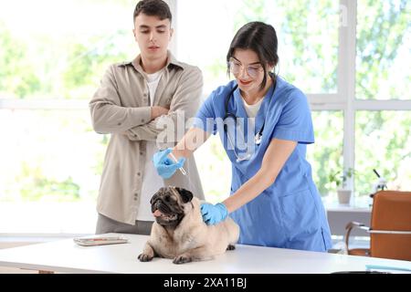 Vétérinaire femelle avec le propriétaire donnant l'injection au chien de carlin en clinique Banque D'Images