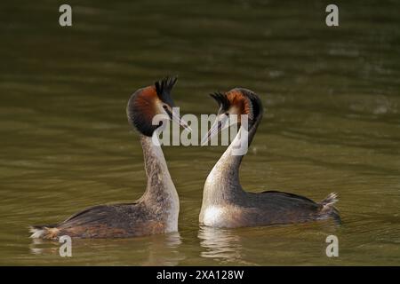 Une paire de Great Crested Grebes nageant dans un lac. Banque D'Images