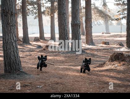 Les deux petits chiens marchant ensemble dans les bois, portant un bâton. Banque D'Images