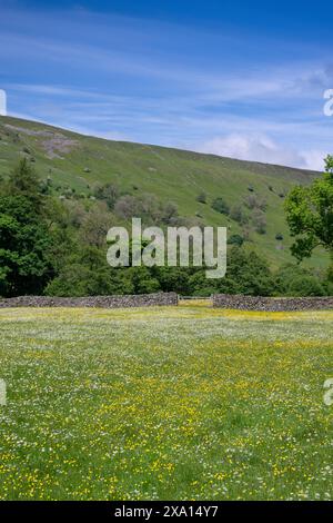 Muker prairies de foin traditionnelles en pleine floraison, avec Kisdon Hill derrière. Parc national des Yorkshire Dales, Royaume-Uni. Banque D'Images