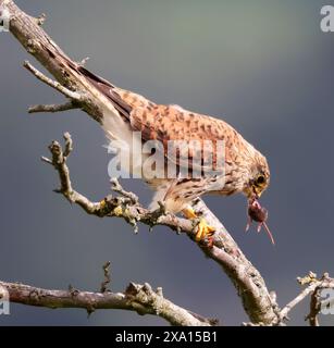 Une crécerelle juvénile (Falco tinnunculus) sur une vieille branche morte dans les Cotswold Hills Gloucestershire UK Banque D'Images