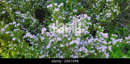 La lumière du soleil filtre à travers de petites fleurs violettes dans un champ vert luxuriant Banque D'Images