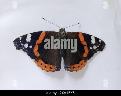 Un papillon orange vif, blanc et noir reposant sur une surface blanche Banque D'Images