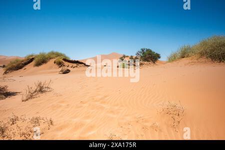 Vue sur les dunes sablonneuses du désert avec une croissance végétale clairsemée. Banque D'Images