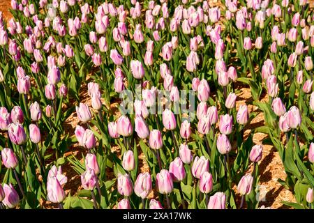 Gros plan d'un lit de fleurs plein de tulipes printanières rose vif poussant dans un lit de sciure de bois. Banque D'Images
