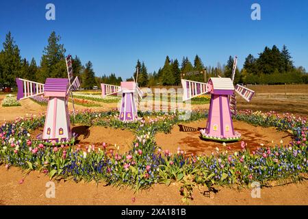 Trois moulins à vent miniatures roses en bois entourés d'un anneau de fleurs printanières brillantes dans un champ de sciure de bois. Banque D'Images