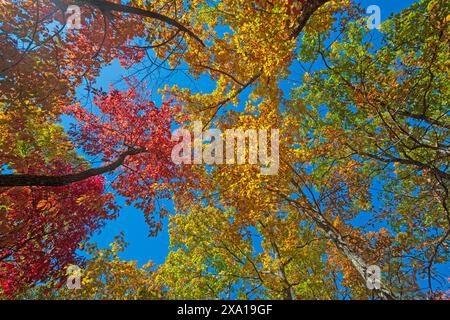 Canopy of Colors à l'automne sur la Blue Ridge Parkway en Virginie Banque D'Images