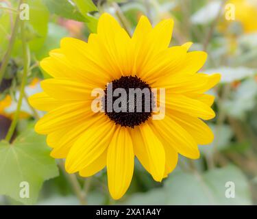 Beau Mini tournesol, éclairage doux, feuilles vert clair en arrière-plan Banque D'Images