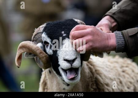 Présentation de moutons Swaledale au Tan Hill Spring Show 2024. Banque D'Images
