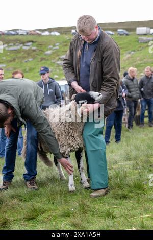 Présentation de moutons Swaledale au Tan Hill Spring Show 2024. Banque D'Images