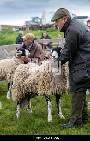 Présentation de moutons Swaledale au Tan Hill Spring Show 2024. Banque D'Images
